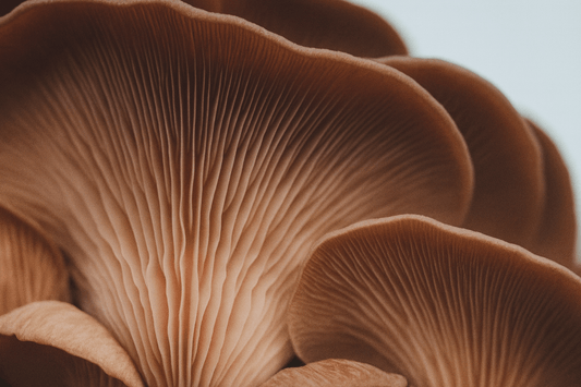 Part II. A Cycle That Unfolds Without Us - flipt.